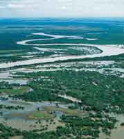 Bosques desarrollados sobre orillares en la planicie de inundacin del ro Meta.