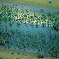 La sabana hmeda presenta un gradiente hdrico que se inicia en la sabana hmeda con gramneas y arbolitos de saladillo y llega al morichal  en la zona ms profunda; las palmas crecen aisladas sin formar bosque denso.