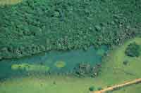 Morichal rodeando una laguna.