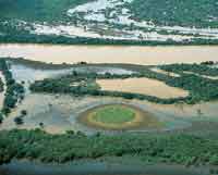 Las selvas de la planicie de inundacin reciben durante cada perodo de lluvias, toneladas de sedimentos transportados desde Los Andes.
