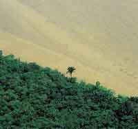 Las selvas de la planicie de inundacin reciben durante cada perodo de lluvias, toneladas de sedimentos transportados desde Los Andes.