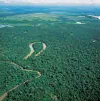 A pesar de su aparente homogeneidad, la selva de inundacin presenta variaciones de relieve que definen la duracin de la inundacin, determinan el tipo de vegetacin dominate y su fauna asociada.
