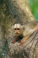 Mico maicero cariblanco, Cebus albifrons, especie omnivora que ocupa diversidad de hbitats.