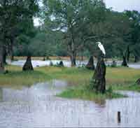 En la temporada de lluvias se inundan algunos sectores de la sabana de altillanura; en este hbitat se desarrollan bosques de saladillo y grandes termiteros.