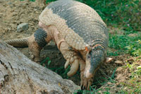 En la Orinoquia existen diversas especies de armadillos, el ms grande es el ocarro o armadillo trueno, Priodontes maximus, que se alimenta de hormigas y termitas.