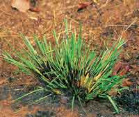 Rebrote del pasto despus de un incendio.