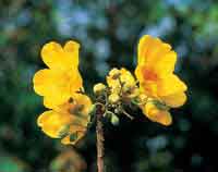 El bototo pierde su follaje y florece durante el verano.