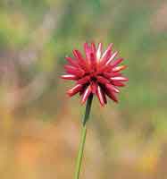 En las sabanas arenosas del Vichada se destaca la flor Inrida.