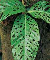 En el bosque abundan insectos que se alimentan de las hojas; en respuesta las plantas han desarrollado diferentes mecanismos de defensa.