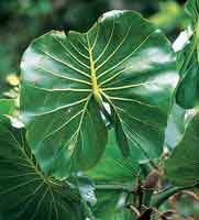 La hoja de bora, Motrichardia arborescens, forma comunidades densas en ambientes pantanosos y constituye un hbitat importante para los peces.