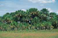 Morichal en la altillanura.