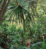 El bosque de galera, con palma de moriche, presenta un estrato herbceo denso con abundantes platanillos.