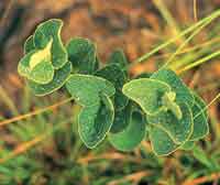 En las sabanas las plantas han desarrollado diferentes estrategias de adaptacin para tolerar la sequa, la pobreza de nutrientes y el fuego.