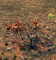 En las sabanas las plantas han desarrollado diferentes estrategias de adaptacin para tolerar la sequa, la pobreza de nutrientes y el fuego.