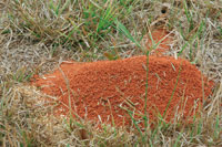 Al remover los suelos, las hormigas arrieras desempean una importante funcin en la ecologa de las sabanas.