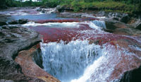 Cao Cristales, extremo sur de la serrana de La Macarena. La planta acutica Macarenia clavigera le da la coloracin caracterstica
