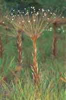 Planta con roseta de flores, Paepalanthus moldenkeanus, crece en las sabanas con arenas cuarcticas de la serrana de La Lindosa, San Jos del Guaviare.