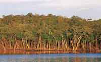 Selva densa inundable.