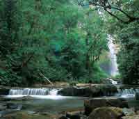 Selva hmeda de porte mediano, multiestratificada, sobre sustrato de areniscas.