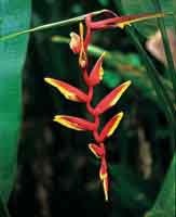 En las planicies de inundacin hay una variedad de platanillos del gnero Heliconia, plantas de un gran potencial ornamental.