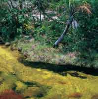 Los caos sobre areniscas cuarcticas presentan aguas cristalinas y poca profundidad, donde hay pequeos peces que se alimentan de los insectos y frutos que caen del dosel del bosque.