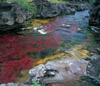 Cao Cristales, el ro de los siete colores, ha labrado un profundo cauce en la roca. Durante el verano su caudal se reduce al mnimo