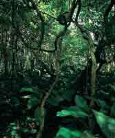 Sotobosque y estrato herbceo denso