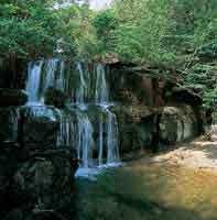 Fisonoma del bosque ripario bajo y achaparrado que sigue el curso de Cao Cristales, serrana de La Macarena