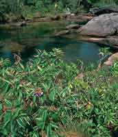 Fisonoma del bosque ripario bajo y achaparrado que sigue el curso de Cao Cristales, serrana de La Macarena