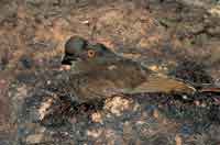 Gallito de roca de Guayana.