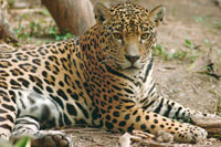 El jaguar o tigre mariposo, el ms poderoso de los felinos de la Orinoquia, requiere para su sobrevivencia un amplio territorio que tambin conserve sus presas, zanos, venados, chigiros y caimanes. El mercado de su piel, la degradacin de hbitats y los