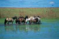 En algunas sabanas del Llano adentro, an es posible encontrar manadas de caballos salvajes.