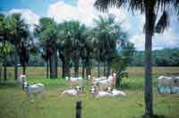 Durante el verano el ganado se afecta por la escasez de pastos, lo cual hace necesario llevarlo a sitios de engorde en el piedemonte, donde posteriormente es comercializado