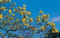 En verano algunas especies como el bototo, pierden el follaje para florecer, el palo cruz produce grandes racimos de flores rojas, su corteza es considerada de importancia medicinal.