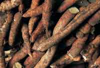 La yuca brava y el achiote hacen parte de los huertos tradicionales de las comunidades indgenas en las sabanas de altillanura