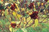 La yuca brava y el achiote hacen parte de los huertos tradicionales de las comunidades indgenas en las sabanas de altillanura