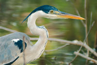 La Orinoquia presenta diversidad de hbitats acuticos, esteros, lagunas y morichales indispensables para la conservacin de la fauna como el garzn azul y el caimn del Orinoco.