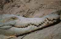 La Orinoquia presenta diversidad de hbitats acuticos, esteros, lagunas y morichales indispensables para la conservacin de la fauna como el garzn azul y el caimn del Orinoco.