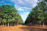 En las plantaciones de caucho se utilizan variedades especialmente adaptadas a la altillanura, que producen altos rendimientos