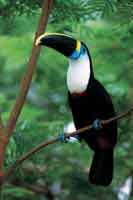 El tucn silbador requiere diversidad de frutos del bosque para su alimentacin.