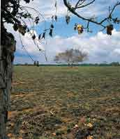 El fuego ha sido un elemento natural que ha acompaado la evolucin de las sabanas.