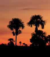 Debido a la variedad de condicinoes ambientales, en la Prinoquia se desarrollan diversos ecosistemas (Morichal en la sabana).