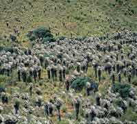 Debido a la variedad de condicinoes ambientales, en la Prinoquia se desarrollan diversos ecosistemas. (Pramos).