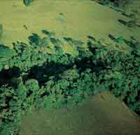 Debido a la variedad de condicinoes ambientales, en la Prinoquia se desarrollan diversos ecosistemas. (Bosque de galera).