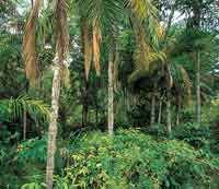 Selva amaznica de transicin.