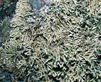 A pesar de las condiciones ambientales extremas de la alta montaa de superpramo, se desarroll una gran diversidad de plantas. (Lquenes)