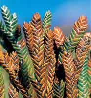 La Astercea colepavo del gnero Loricaria.