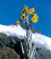Senecio niveoaureus.