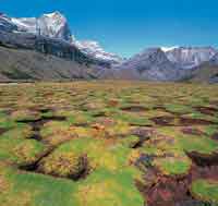 En los valles glaciares del superpramo se presentan las condiciones adecuadas para el desarrollo de turberas formadas por Plantago rigida, como ocurre en el Valle de los Cojines de la Sierra Nevada del Cocuy.