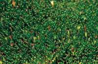 Detalle de las hojas de Plantago rigida.